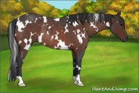 Horse Color:White Spotted Brown Roan Rabicano 
