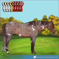 Horse Color:White Spotted Chocolate Brown Roan 