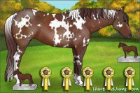 Horse Color:White Spotted Chocolate Brown