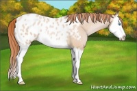 Horse Color:Buckskin Pearl Splash Appaloosa