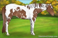 Horse Color:White Spotted Chestnut Tobiano Appaloosa 