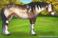 Horse Color:White Spotted Brown Onyx 