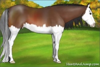 Horse Color:Bay Sabino Splash 