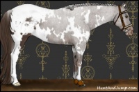 Horse Color:White Spotted Liver Chestnut Snowcap 