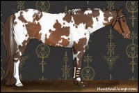 Horse Color:White Spotted Liver Chestnut Appaloosa