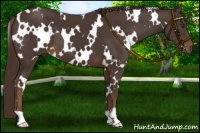 Horse Color:White Spotted Liver Chestnut 