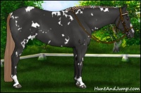 Horse Color:White Spotted Liver Chestnut Sabino 