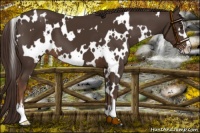 Horse Color:White Spotted Liver Chestnut Sabino 