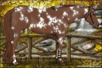 Horse Color:White Spotted Chestnut