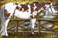 Horse Color:White Spotted Brown Splash Varnish 
