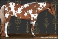 Horse Color:White Spotted Chestnut 