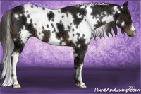 Horse Color:White Spotted Liver Chestnut Ice 
