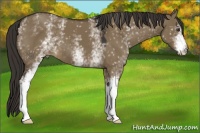 Horse Color:White Spotted Liver Red Dun