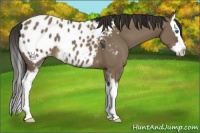 Horse Color:White Spotted Liver Red Dun Sabino Splash Appaloosa