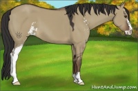 Horse Color:Liver Red Dun Sabino
