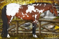 Horse Color:White Spotted Bay Appaloosa Rabicano 