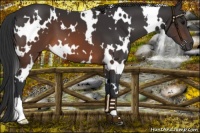 Horse Color:White Spotted Brown 