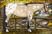 Horse Color:White Spotted Bay Roan Dun Varnish 