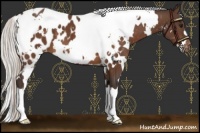 Horse Color:White Spotted Silver Brown Appaloosa 