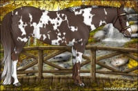 Horse Color:White Spotted Liver Chestnut 