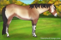 Horse Color:Buckskin Onyx Sabino