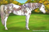 Horse Color:Nacre White Spotted Liver Chestnut Ice Sabino Splash