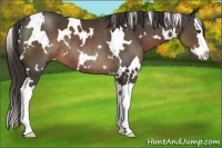 Horse Color:White Spotted Liver Chestnut Sabino Splash Rabicano 