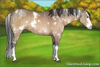 Horse Color:White Spotted Buckskin Ice Sabino Splash 