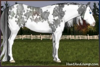 Horse Color:White Spotted Black Ice Sabino Splash 