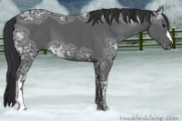 Horse Color:Black Ice 