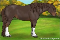 Horse Color:Liver Chestnut 