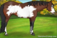 Horse Color:Bay Frame