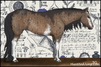 Horse Color:White Spotted Brown Dun Rabicano 