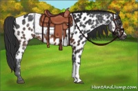 Horse Color:Brown Appaloosa