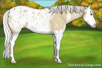 Horse Color:White Spotted Silver Buckskin Dun Splash Appaloosa Rabicano 