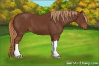 Horse Color:Chestnut 