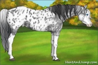 Horse Color:White Spotted Blue Ice Roan Splash Appaloosa 