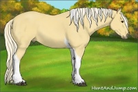 Horse Color:Palomino Tobiano 