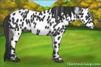 Horse Color:Black Appaloosa Rabicano 
