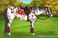 Horse Color:Buckskin Appaloosa 