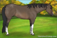 Horse Color:Brown Dun 