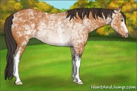 Horse Color:White Spotted Buckskin Ice Rabicano 