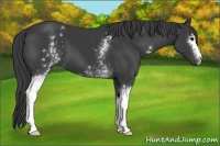 Horse Color:White Spotted Smoky Black 