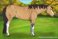 Horse Color:White Spotted Buckskin Ice Sabino 