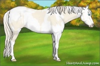 Horse Color:Perlino Dun Sabino and Perlino Dun Sabino Frame