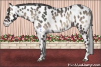Horse Color:Smoky Blue Onyx Appaloosa 