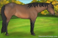 Horse Color:Buckskin 