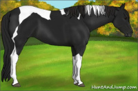 Horse Color:Gray Smoky Black Tobiano