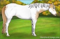 Horse Color:Red Dun Tobiano Frame