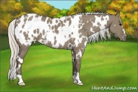 Horse Color:White Spotted Silver Smoky Grullo Appaloosa 